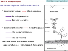 TD3-phytopath-EAD.mp4