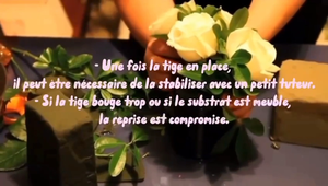 Vidéo - Fleuriste