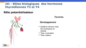 Physiologie - Endocrinologie - Hormones T3 et T4.mp4