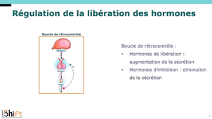 Physiologie - Endocrinologie - Mécanismes d'action des hormones.mp4