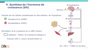 Physiologie - Endocrinologie - Complexe hypothalamo-hypophysaire.mp4
