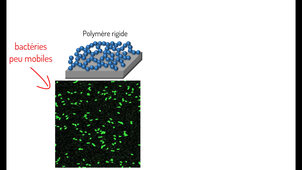 video antibactérien Mathieu