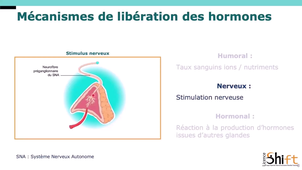 Physiologie - Endocrinologie - Généralités.mp4