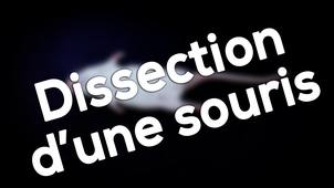 Dissection d'une souris