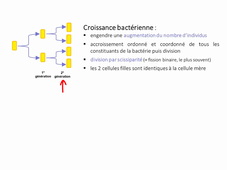 Croissance bactérienne